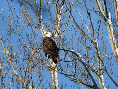 Eagle
Joyce Keegan shared this photo of a visitor they had at Harbor Beach.
