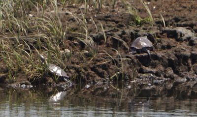 Mattapoisett Marsh
Mary-Ellen Livingstone shared these photos taken on a busy wildlife day in the Mattapoisett marsh.

