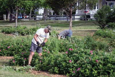 Munro Preserve
Members of the Mattapoisett Land Trust invited the public to help remove weeds on Saturday morning from the Munro Preserve at the town wharves. A new bench was donated to the site by Alice McGarth in memory of her husband. Photo by Marilou Newell
