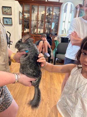 Marion Natural History Museum
The Marion Natural History Museum hosted Bethany Boucher of Amazing Animal Ambassadors Monday afternoon. We met Milo the Fennec Fox and had a chance to compare attributes of Peter Quill the hedgehog to Iris the tenrec. We also met a skunk, a ferret, and a very friendly chinchilla. Many thanks to the Marion Cultural Council for partially funding this event. Photos courtesy Elizabeth Leidhold
