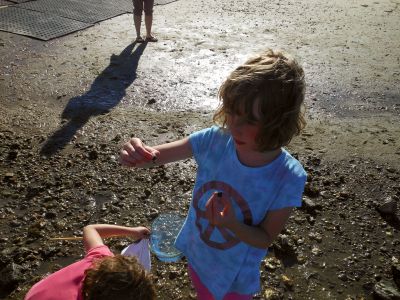 Marion Natural History Museum
The Marion Natural History Museum’s after-school group enjoyed a beautiful end-of-summer day Wednesday September 19 at the Marion Harbormaster’s beach.  One of the highlights was they we were able to take a close look at the largest Pipefish we’d ever seen.  The museum’s next after-school program is a rocket program given by board member Mike Cronin on October 10th.  Photo courtesy Elizabeth Leidhold
