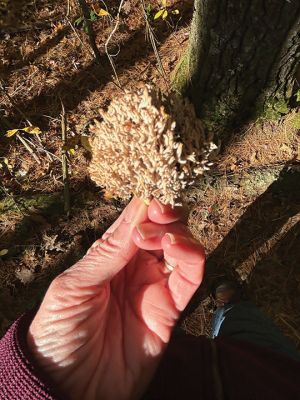 Marion Natural History Museum
On Saturday, October 18, the Museum Community Program participants enjoyed a beautiful fall day walking Rochester's Shoolman Preserve looking for mushrooms. Mushroom enthusiast Adam Korejwa led our walk through the Oak and Pine upland forest looking for these fascinating specimens. We heard about how the mushroom is merely the fruiting body of the wide network of mycelium which connects all plant and fungal species in order to exchange nutrients and warns of adverse conditions.  We saw how some Boletes mush
