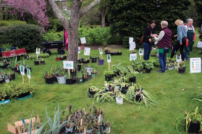 Marion Garden Group
The Marion Garden Group held its spring plant sale on Saturday in Bicentennial Park, where Elizabeth Taber’s statue kept a watchful eye on the proceedings. Photos by Mick Colageo
