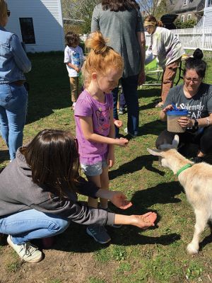 Mattapoisett Museum
Juniper Griswold, 6, participated in Earth Day activities at the Mattapoisett Museum on April 22. Delighting the children were two Nigerian goats owned by Emerald Heirloom Farm, Mattapoisett. The goats are part of a planned experiment by farmers Ruby Pasquill and Jonathan MacDugall, who are using sustainable farming practices. Next step for the farmers is planting vegetables using organic methods. The couple plans on partnering with a Rochester family farm in a swap of chickens in lieu of rent. Photo by Mar
