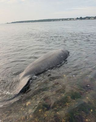 Mattapoisett Manatee
On the morning of July 29, Erin Carr and five friends were on their morning run on the Mattapoisett Rail Trail when they stumbled upon a man (and dog) who directed them to a beached manatee. The gang got in touch with the Harbormaster and Mattapoisett Police, but before wildlife experts would arrive on the scene, the tide rose, and the manatee ventured back to sea. Photo courtesy Erin Carr
