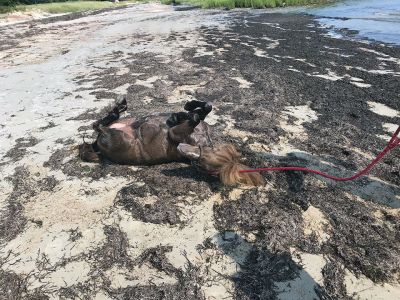 Pico Beach in Mattapoisett
Heather Macias shared these photos of a miniature horse that visited Pico Beach in Mattapoisett this weekend for a swim.
