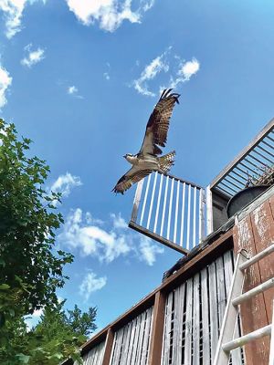 Osprey Rescue
The Osprey who was impaled by fishing hooks and left dangling from a power line has been released. Several weeks ago, an adult Osprey was found dangling from a power line in Mattapoisett. He was 20 feet up and had one end of a fishing lure through his foot and the other end lodged deep into his left pectoral muscle. The entanglement caused him to become stuck upside down on the line and he was left struggling to free himself. After a significant rescue effort, he was brought to our hospital for treatment. 
