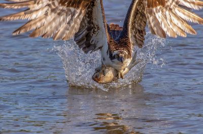 Osprey
Osprey at the stunning moment of truth. Photo shared by Camp Worden, Mattapoisett - September 11, 2025 edition
