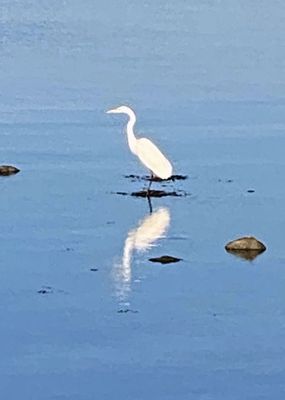 Early Morning Egret
Early morning egret in the fog at Brandt Beach. Submitted by Marcia Parker
