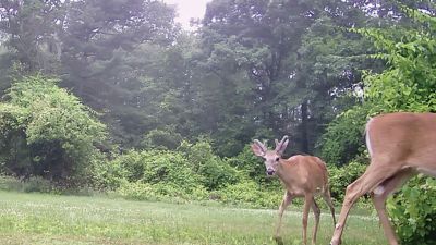 Deer in Marion
Robert Pina shared this photo of deer taken in his backyard on Point Road in Marion
