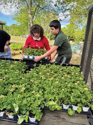 Planting Geraniums for Memorial Day
Robert Pina shared these photos of planting Geraniums for Memorial Day taken on Saturday
