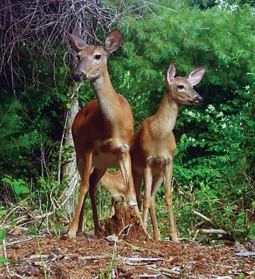 Backyard Deer
Robert Pina shared this photo taken in his backyard on Point Road in Marion.
