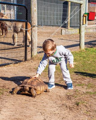 Pine Meadow Alpaca Farm
The Mattapoisett Lions Club held a fundraiser on November 21 at Pine Meadow Alpaca Farm. Donations of $8 were rewarded with bags of kettle popcorn, and children enjoyed visiting with alpacas and other animals including an African tortoise during an open-farm day. Photos by Ryan Feeney
