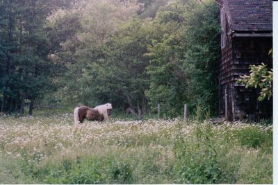 Church Pony Pasture
The Rochester Land Trust recently purchased the historical Church Pony Pasture on Mattapoisett Road in cooperation with the Massachusetts Department of Conservation and the Church Estate Trust, which is now being restored. This photo is from the 1990s.
