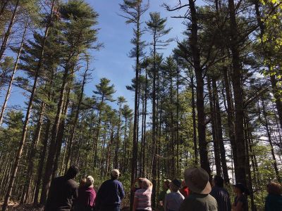 Rochester Land Trust
On May 25, the Rochester Land Trust hosted Foresters Phil Benjamin and Tom Farell who gave a logging walk and talk at the 20-acre Church’s Wildlife Preserve located off Marion Road. Benjamin stressed the importance of removing trees to open the canopy for life-sustaining sunlight. Photos by Marilou Newell
