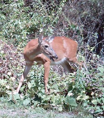 Backyard deer on Point Road
Backyard deer on Point Road. – Robert Pina
