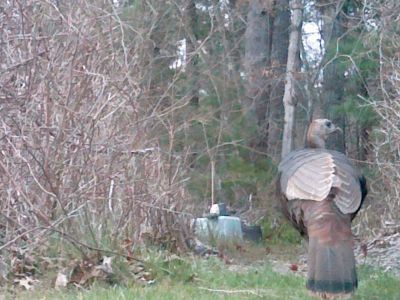 Turkey
Robert Pina shared this photo of a trkey that visited his yard in Marion
