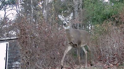 Wildlife Cam
Robert Pina captured this deer on a wildlife camera in his yard in Marion.
