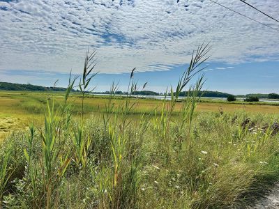 Island Street
Ruth Griffin shared this photo taken from Island Street at Crescent Beach overlooking the marsh towards Angelica Point.
