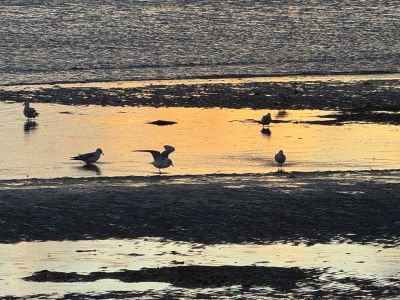 Mattapoisett
Photo by Jennifer Shepley
