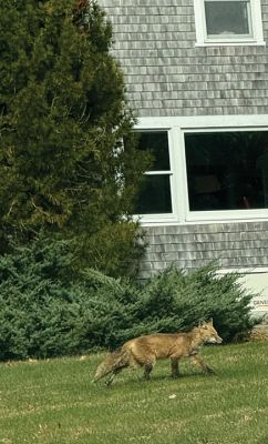 Fox
Jen Shepley shared this photo of a fox taken on North Street in Mattapoisett.
