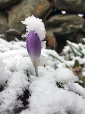 Spring
When winter meets spring. Geoff Rowley of Marion took this picture in his back yard last week. 
