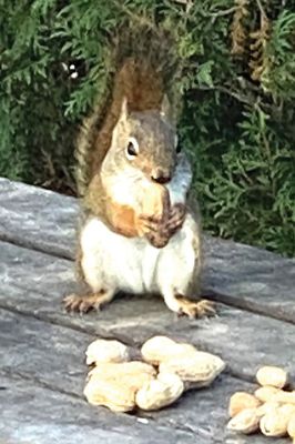 Squirrel
Little Brandt Beach red squirrel keeps the bird feeder empty. By Marcia Parker.
