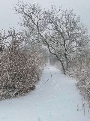 Winnatuxett
Winnatuxett blizzard. Photo by Jen Shepley
