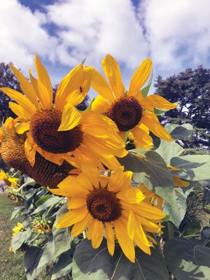 Sunflowers
It  was a wet and wild summer with spectacular weather events including an EF-1 tornado, but in the season’s final week, these sunflowers that were planted by second graders at Center School signaled a pleasant autumn for Mattapoisett and the neighboring Tri-Towns. Photo by Don Cuddy - September 21, 2023 edition
