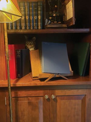 Tiger
Tiger has gone from the Acushnet shelter to be a library cat and reside in a beautiful home in Marion. Photo courtesy Carol Rhoads
