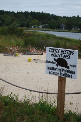 Turtle Care
Some of the residents of Jenney Lane at The Cove in Marion have found a new passion in rescuing diamond-backed terrapin eggs and safely releasing the hatchlings into the wild. A private neighborhood group, along with “Turtle Guy” Don Lewis and wife Sue Weiber Nourse, created a terrapin habitat restoration project knows as the turtle garden at The Cove. The project has seen success this year with an increase in new terrapin nests over last year. Photos by Jean Perry
