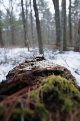 Olde Field Farm
The Mattapoisett Land Trust and the Rochester Land hosted a joint walk at the Olde Field Farm property on the afternoon of Sunday, February 23. Hikers walked through the pinewood trails and through the frozen wetlands surrounding the Mattapoisett River, looking for animal tracks in the snow and admiring the natural beauty Rochester has to offer. The RLT will be hosting other walks in the future to showcase properties featured in their new booklet titled, “Explore Rochester.” Photo by Felix Perez
