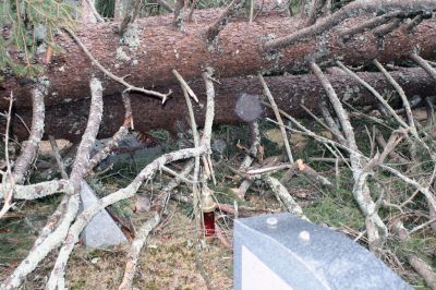 Storm Damage
A large evergreen tree was uprooted on the North Rochester Cemetery during the January 25, 2010 storm that brought heavy rain and strong wind to the region. The trees fall knocked over one stone, belonging to Roland Beaulieu. Photo by Anne OBrien-Kakley.
