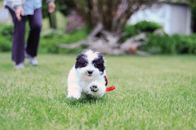 Harry the Havanese
Harry the Havanese is training as a therapy dog, selected for his breed’s gentle characteristics and soft coat. Therapy dogs can make a world of difference in nursing homes, care centers, and other places with people in need of support. Photo by Felix Perez
