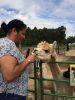 Alpacas_7926.jpg