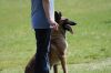 Dog_Protection_7776.jpg