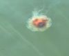 JenShepley_Jellyfish.jpg