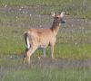 Livingstone_DEER-IN-THE-MARSH.jpg