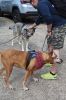 MLT-Dog-Walk-050125-Mick-1964.jpg