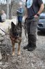 MLT-Dog-Walk-050125-Mick-2025.jpg