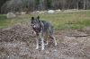 MLT-Dog-Walk-050125-Mick-2039.jpg