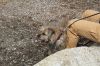 MLT-Dog-Walk-050125-Mick-2064.jpg