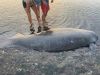 Manatee_01.jpg