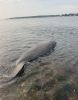 Manatee_06.jpg