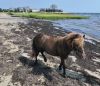 MiniHorse_2678.jpg