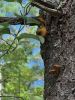 Mushroom_7527.jpg