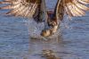 Osprey-Eagle-Trip-2000x1300_-8-26-18.jpg