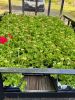 Filename=PinaGeraniums_1909.jpg
Filesize=159KiB
Dimensions=540x720
Date added=May 29, 2025 PinaGeraniums_1909.jpg