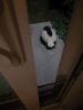 Filename=Rhoads_Skunk.jpg
Filesize=34KiB
Dimensions=540x720
Date added=Aug 07, 2025 Rhoads_Skunk.jpg