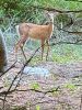 RobertPina_Deer.jpg